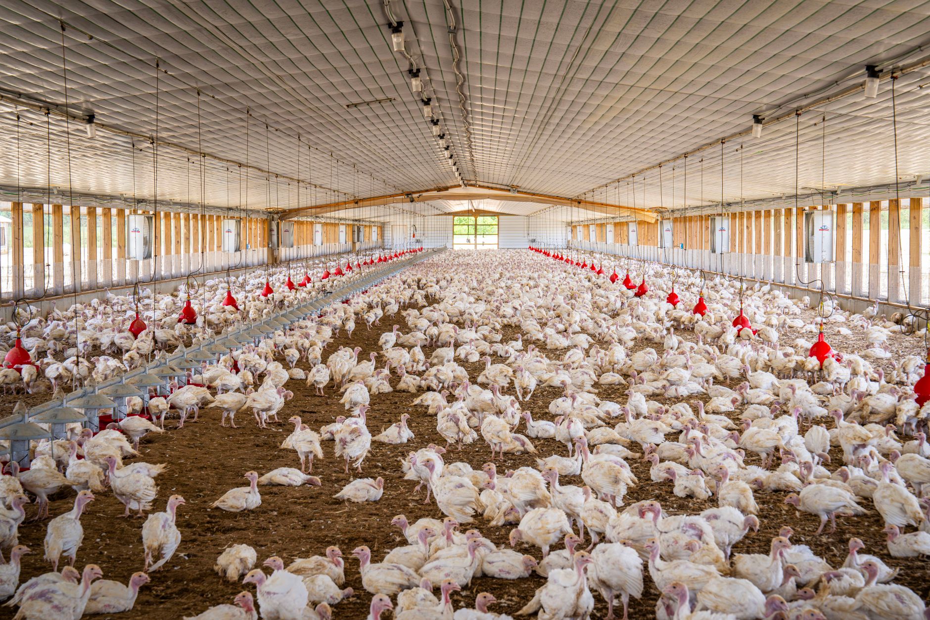 Carmistin The Food Company extinde segmentul BIO cu o nouă fermă de pui în județul Buzău
