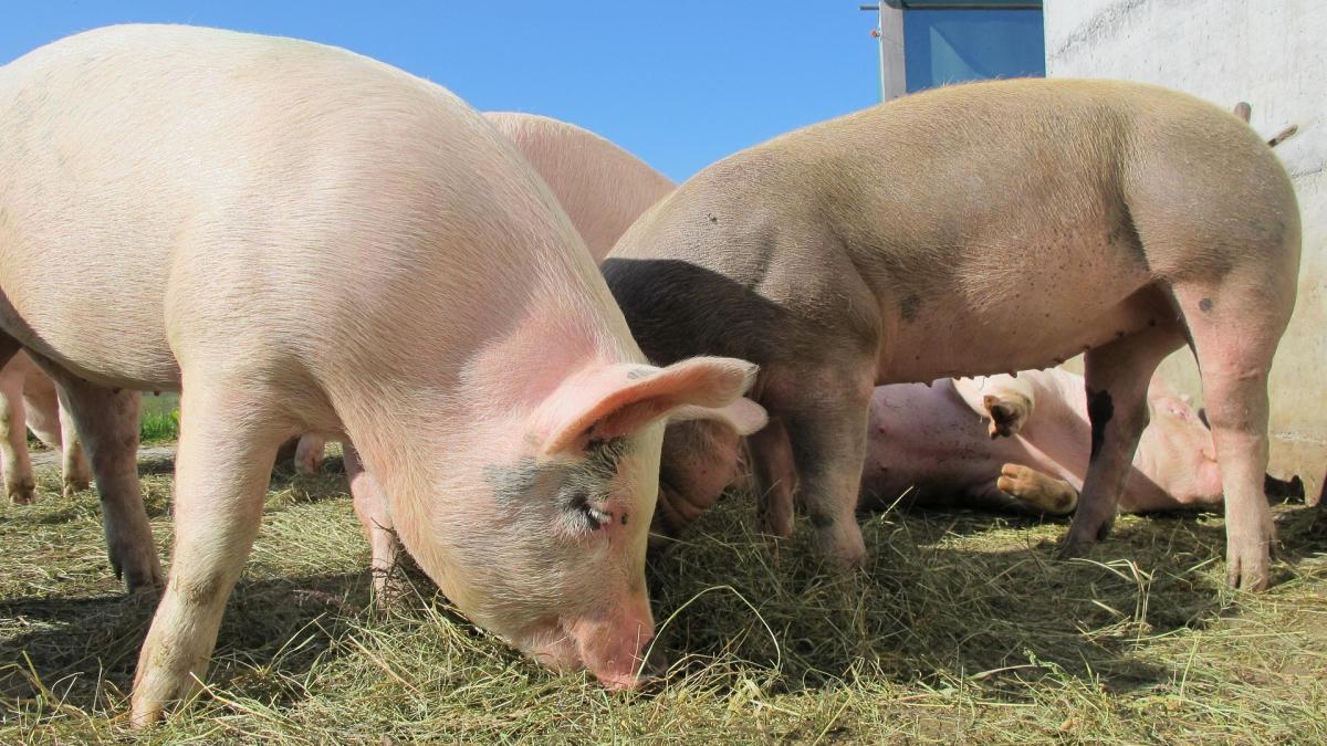 România primește aprobarea Comisiei Europene pentru un ajutor de 11 milioane de euro pentru crescătorii de porci