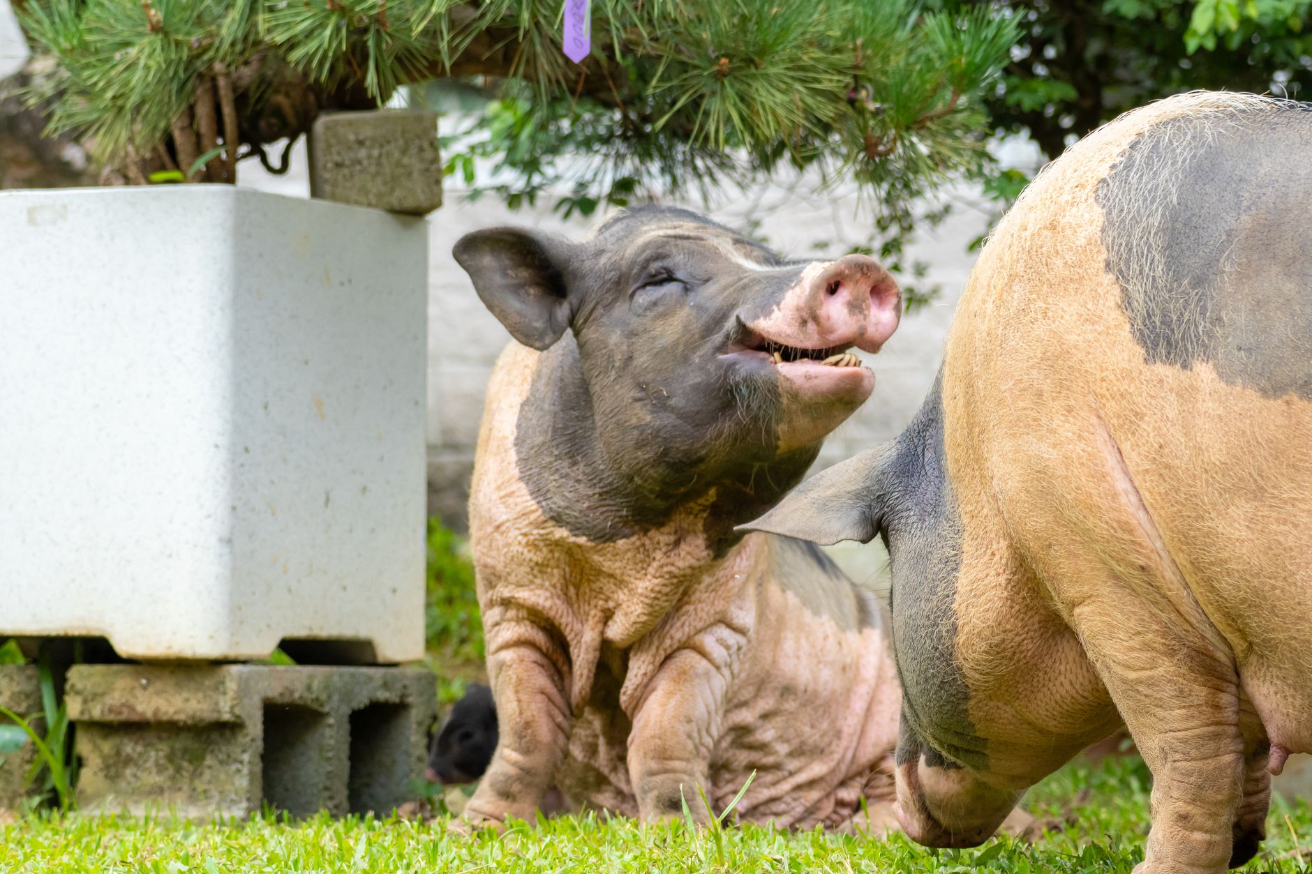 Sacrificarea a 6.000 de porci în județul Buzău după confirmarea unui focar de pestă porcină africană