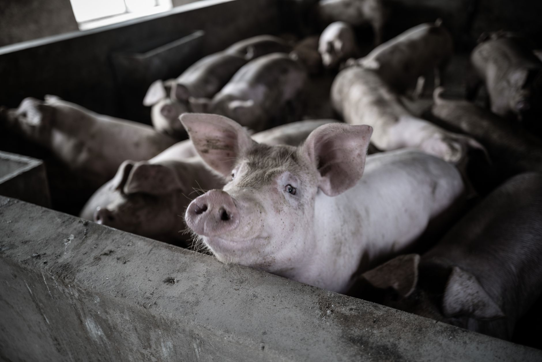 Comisia Europeană aprobă ajutor de stat pentru crescătorii de porci din România