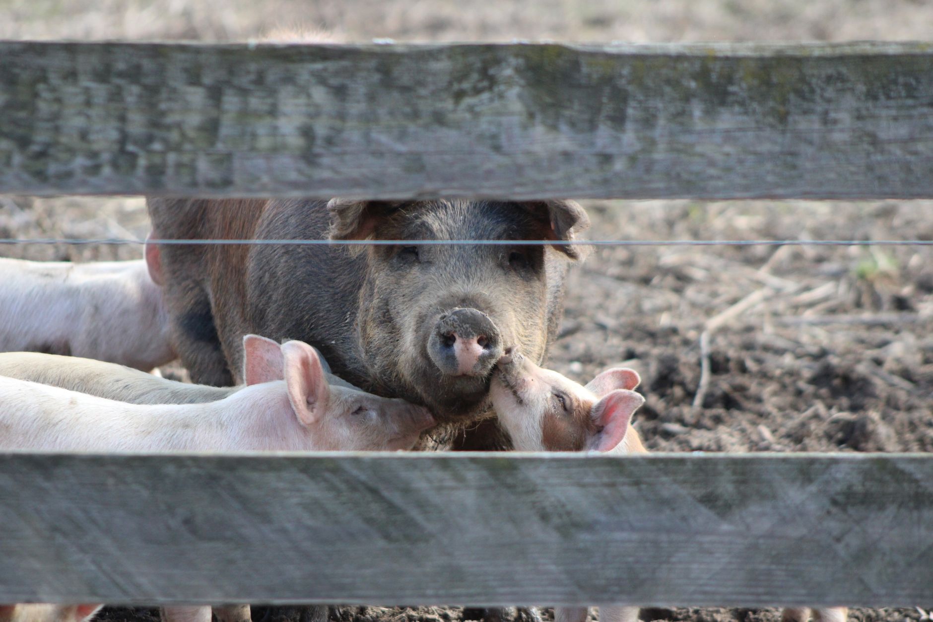 Ajutor de stat de peste 11 milioane de euro pentru crescătorii de porci din România