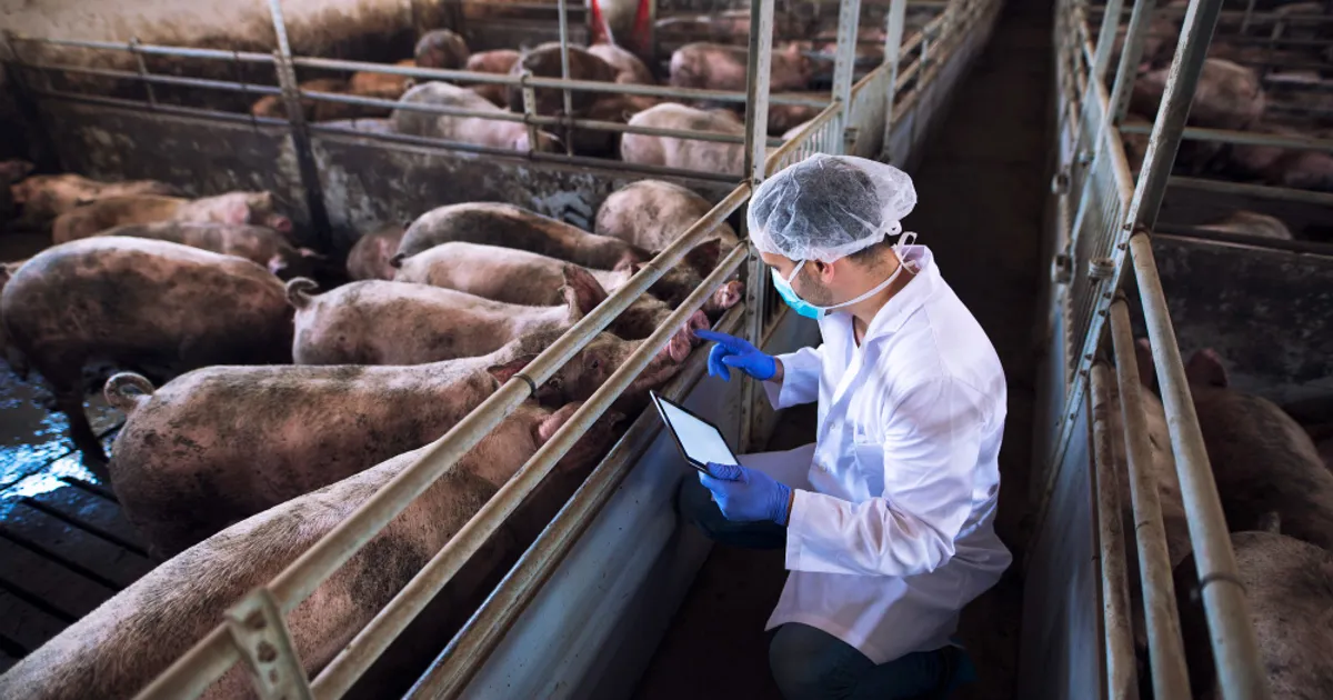 Focar de pestă porcină africană în județul Buzău: peste 5.700 de porci vor fi sacrificați
