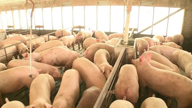 Focar de pestă porcină africană în județul Buzău: peste 5.700 de animale vor fi sacrificate