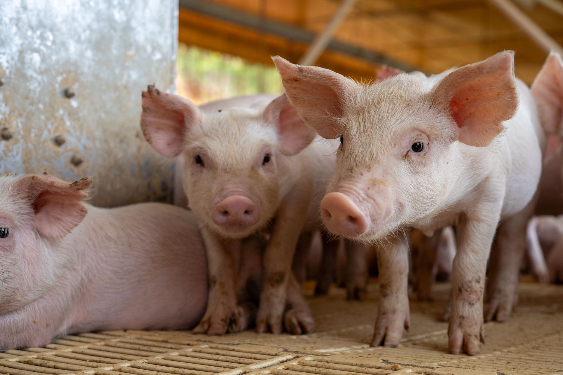 Focar de pestă porcină africană în județul Buzău: vor fi sacrificate peste 5.700 de animale