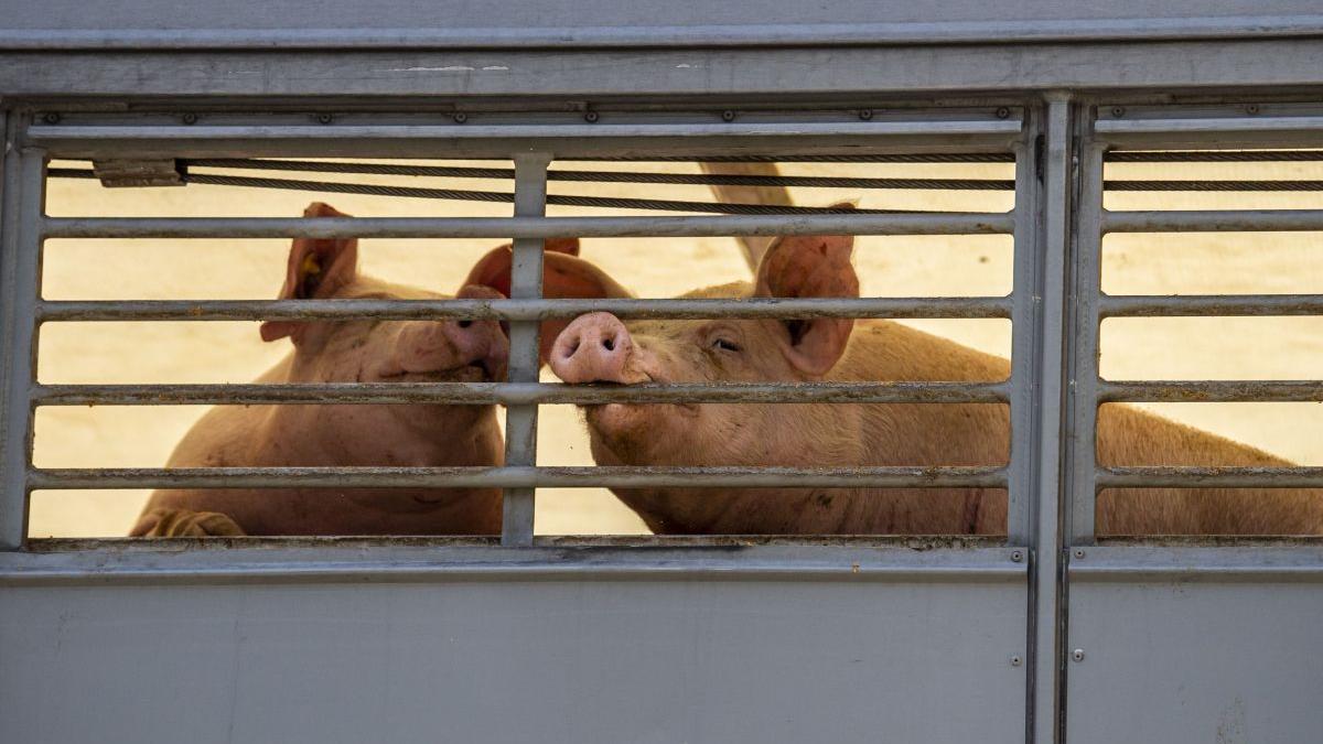 Granturi de până la 50.000 de euro pentru fermele de porci, afectate de prețurile la combustibili