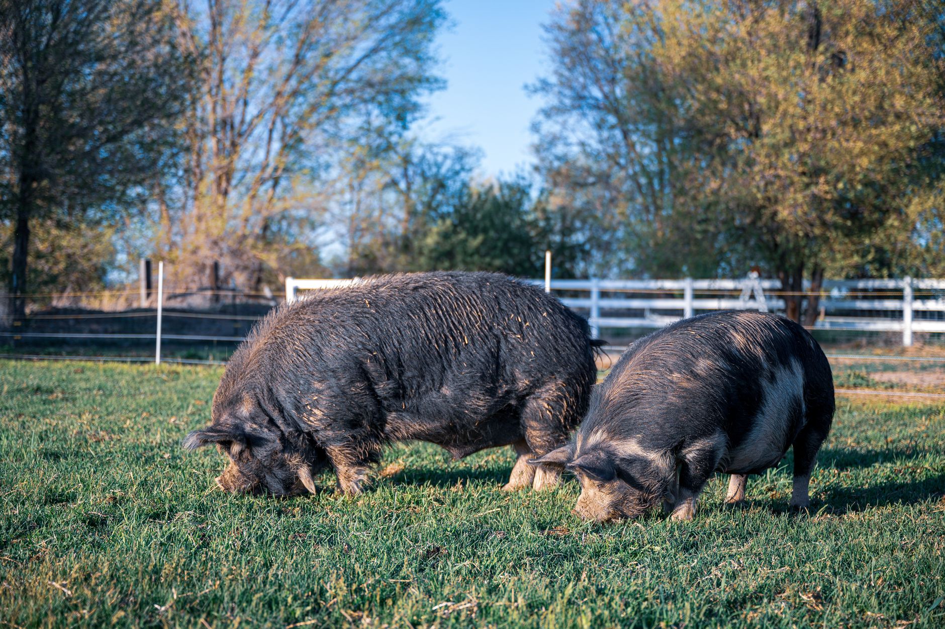 Comisia Europeană aprobă 11 milioane de euro pentru crescătorii de porci din România