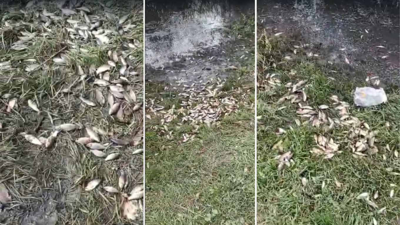 Sute de kilograme de pește au ajuns în grădinile locuitorilor dintr-o comună din Iași