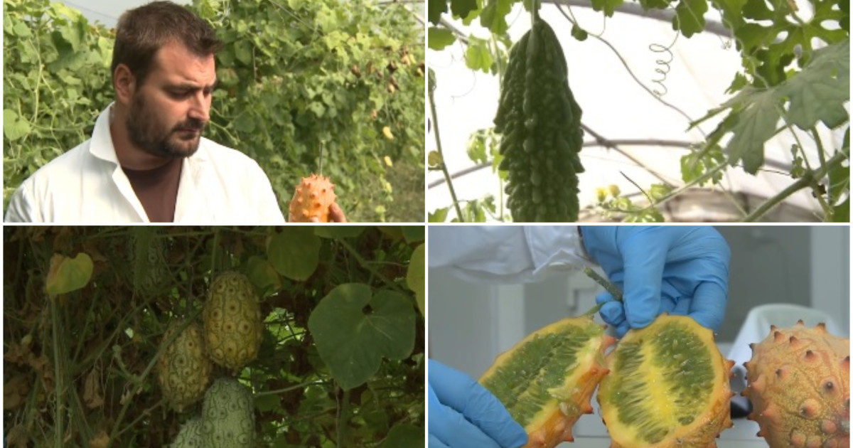 Kiwano, fructul exotic din Africa, este aclimatizat cu succes în județul Buzău