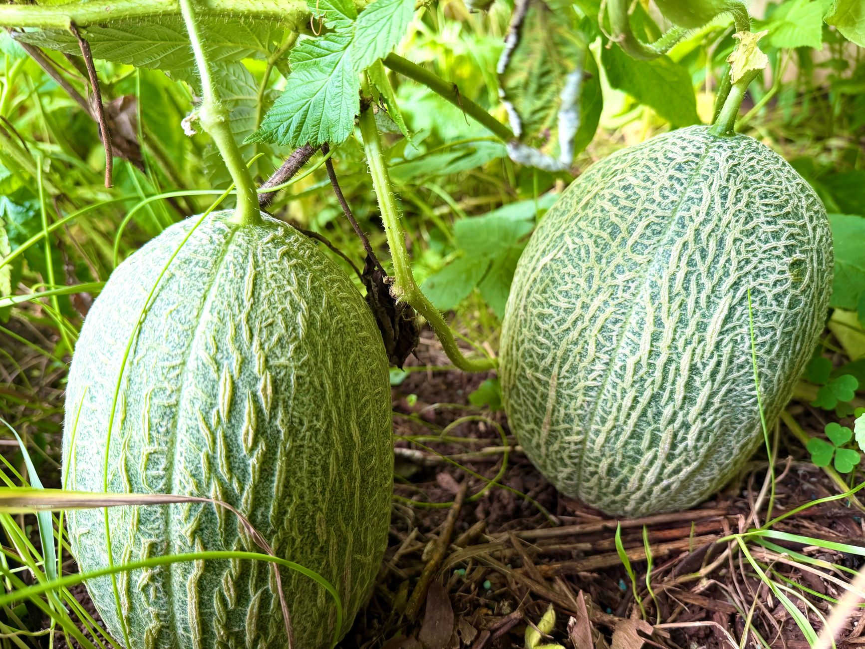 Kiwano, fructul exotic african aclimatizat cu succes în România, la Buzău