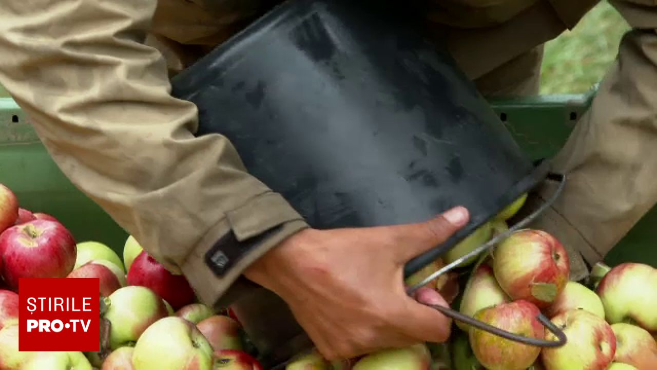 Producția de mere în România este mai bună decât anul trecut, dar lipsesc în supermarketuri iarna