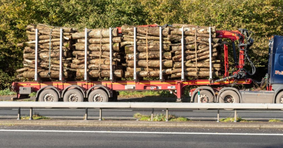 Caz neobișnuit în Dâmbovița: Un bărbat decedat a figurat ca șofer în 122 de transporturi de lemn