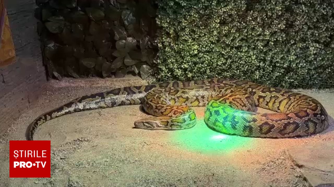 Incident la Grădina Zoologică din Sibiu: un piton a fost hrănit cu un iepure viu în fața publicului