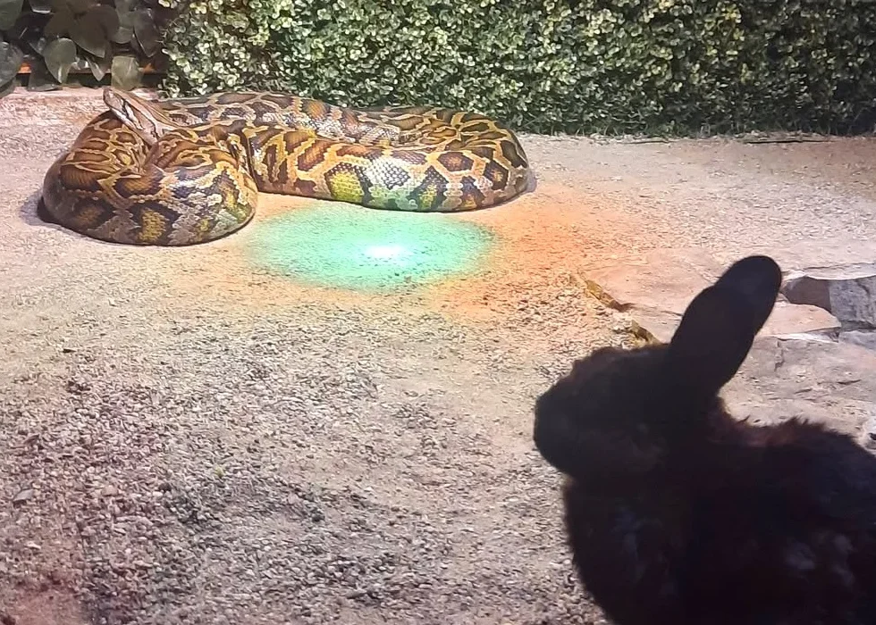 Primăria Sibiu își cere scuze după ce un piton a fost fotografiat hrănindu-se cu un iepure viu la Zoo Sibiu