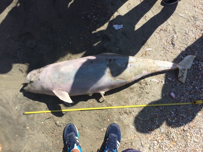 Experții contestă cifrele privind eșuarea cetaceelor pe litoralul românesc: „Sunt exagerate”