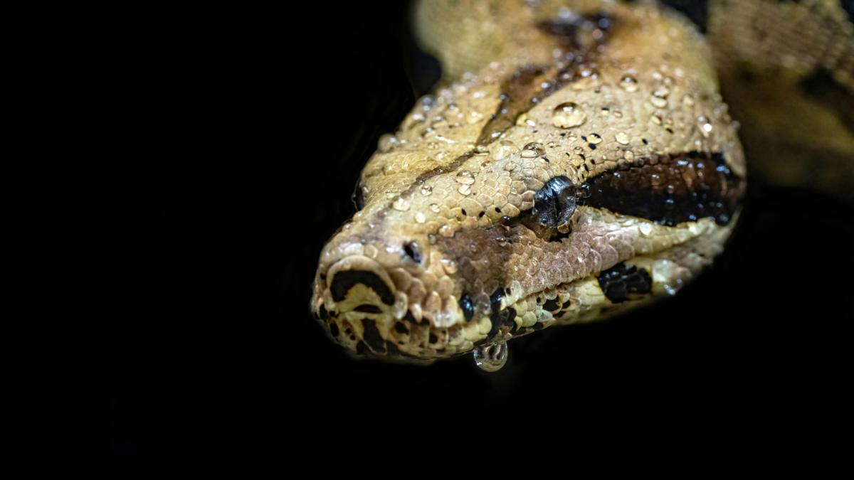 Controversă la Grădina Zoologică din Sibiu după hrănirea unui piton cu un iepure viu