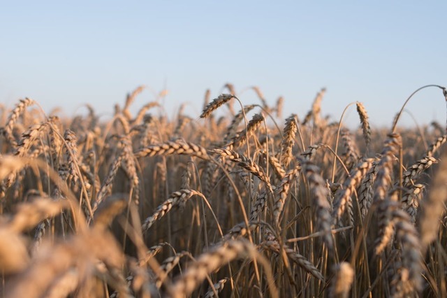 Ministerul Agriculturii propune dublarea fondurilor pentru compensarea costurilor la îngrășăminte în 2026