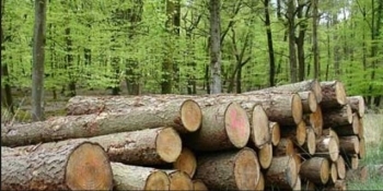 Volumul de lemn exploatat în România a crescut cu 7,5% în anul 2025, conform datelor INS