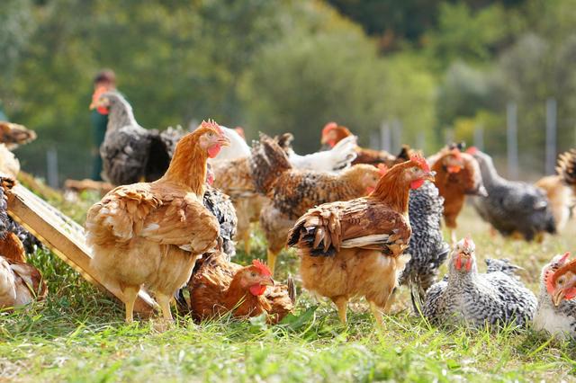 Grupul Carmistin preia activele Grupului Aaylex One pentru a menține funcțională platforma avicolă