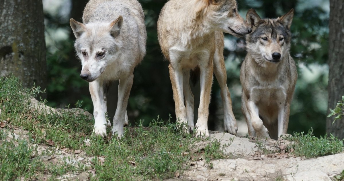 Lupii amenință orașele din Valea Jiului: peste 100 de animale sunt prezente în regiune