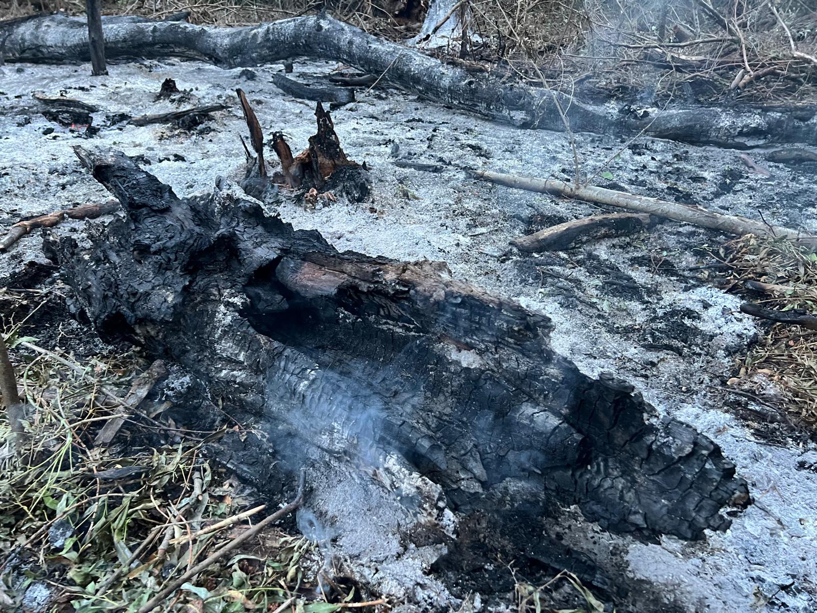 Incendiu în Tulcea după prăbușirea unui obiect, posibil o dronă, în zona localității Plauru
