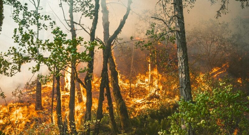 Ministerul Mediului propune norme noi pentru combaterea incendiilor de pădure prin monitorizare cu drone și sateliți