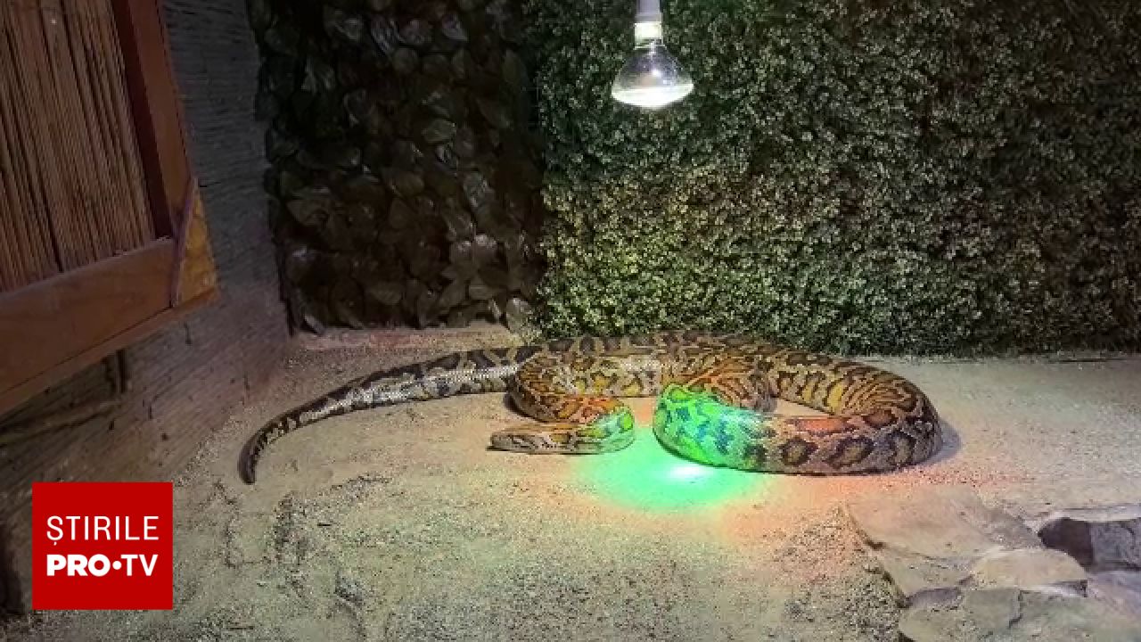 Rezultatul controlului de la Zoo Sibiu: Instituția nu a încălcat normele legale în cazul pitonului