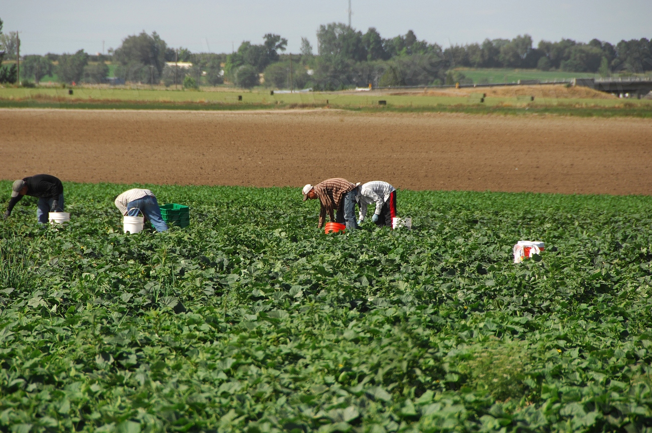 Tarifele pentru zilieri în agricultură au crescut semnificativ în plin sezon de recoltare