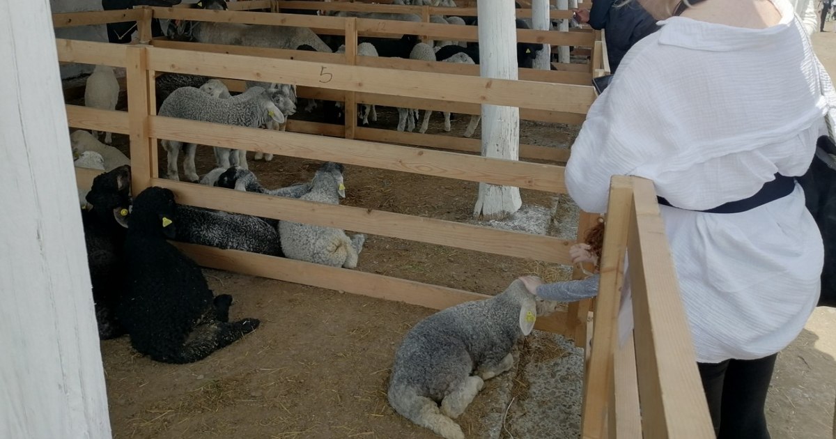 Sectorul ovin în România se confruntă cu pierderi de 150 de milioane de euro din cauza restricțiilor de export