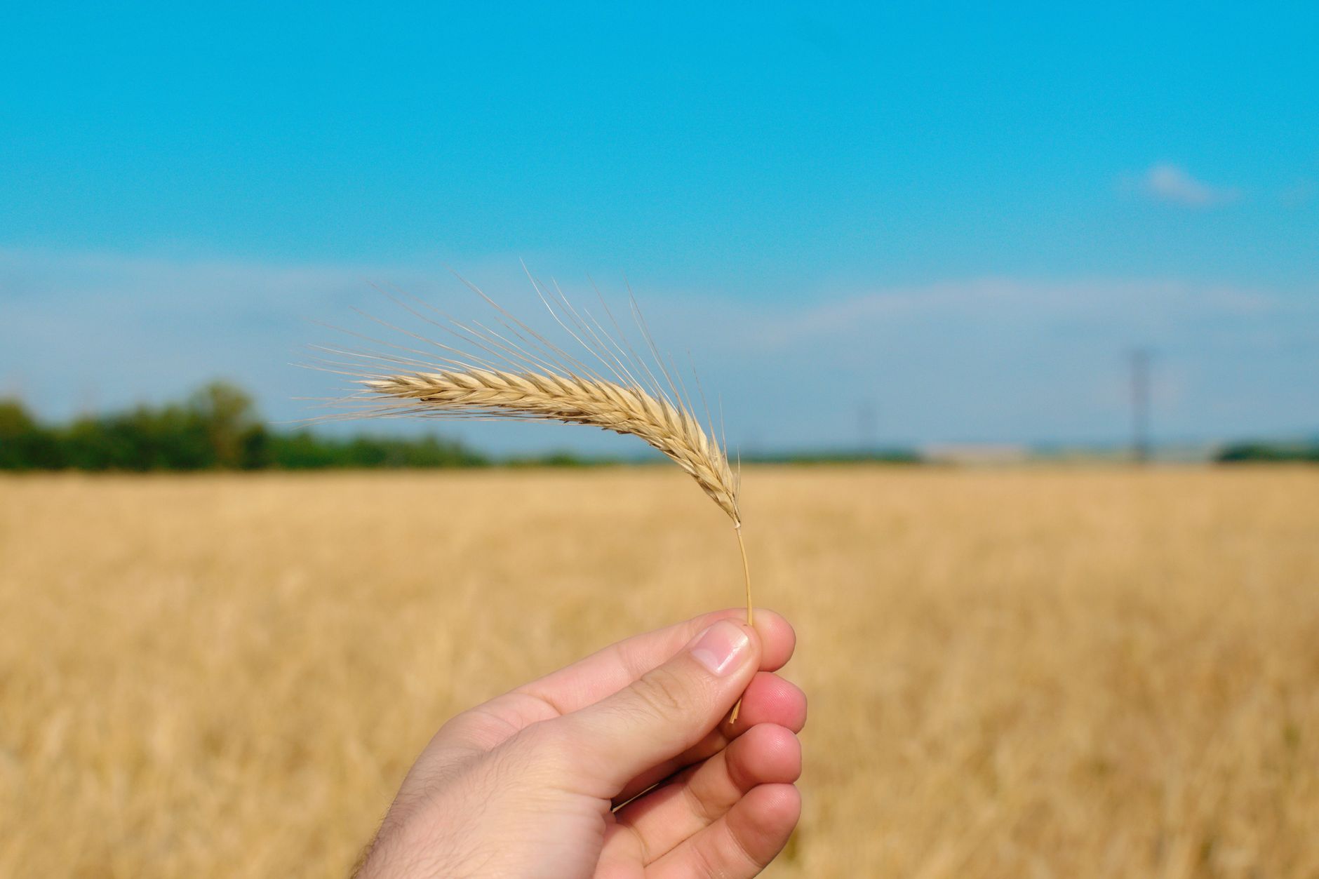 Producția de cereale în România este în creștere: peste 13,5 milioane de tone de grâu, secară și triticale în hambare