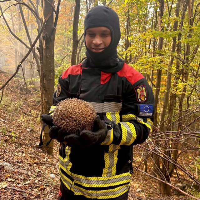 Un arici salvat dintr-un incendiu de vegetație a devenit simbolul protecției animalelor de către IGSU
