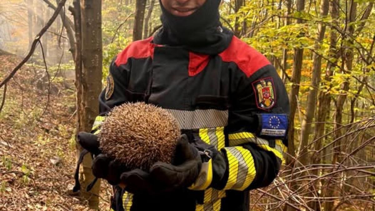 Pui de arici salvat de un pompier în timpul unui incendiu de vegetație din Parcul Național Domogled