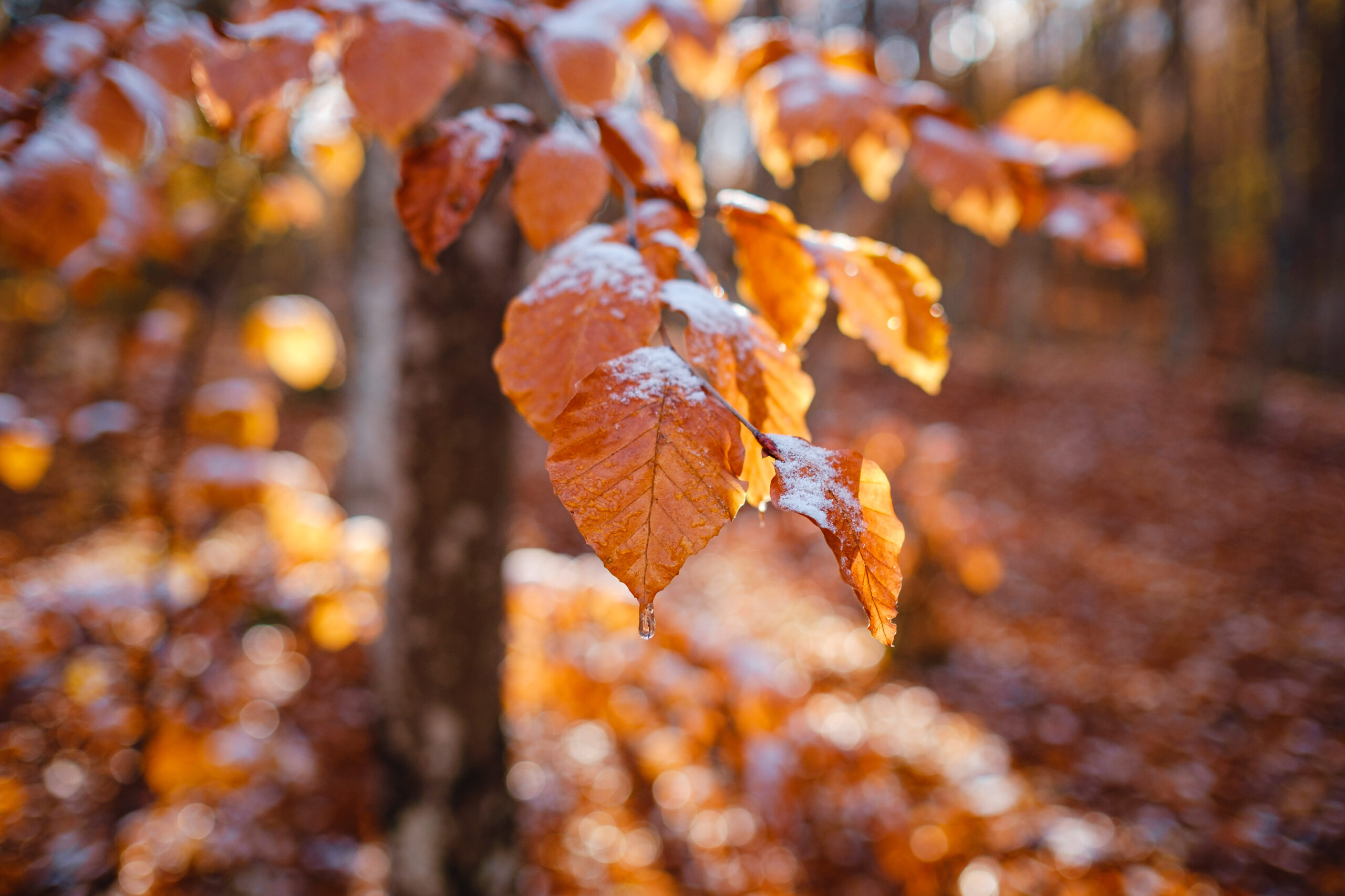 Schimbare radicală de temperaturi în România: vine frigul după zile cu temperaturi ridicate