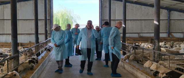 Se finalizează documentele pentru exportul de ovine în Libia. Primele transporturi ar putea pleca imediat