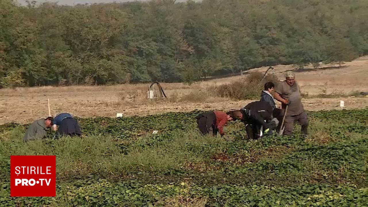 Noul soi de cartof dulce de la Dăbuleni: crește rapid în nisip și ajunge la maturitate în jumătate de timp