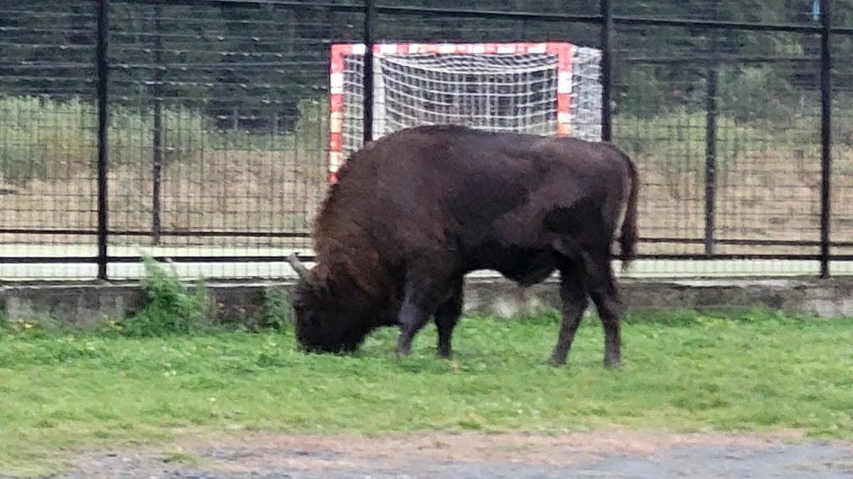 Zimbru de 800 de kilograme găsit mort și decapitat în Bistrița-Năsăud. Este anchetată moartea animalului