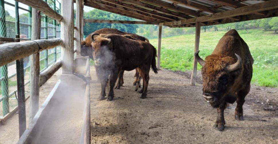 Zimbru de peste 800 de kilograme găsit mort și decapitat în Bistrița-Năsăud