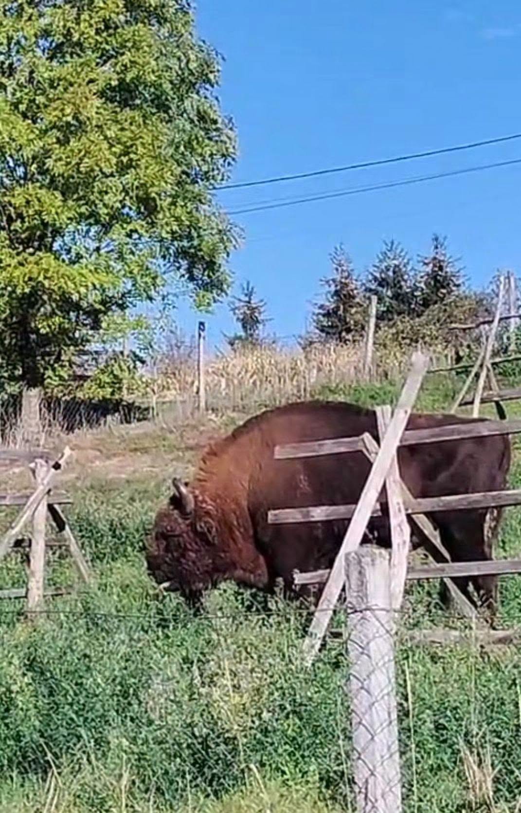 Zimbru de aproape o tonă găsit decapitat în Bistrița-Năsăud după intervenția medicilor veterinari