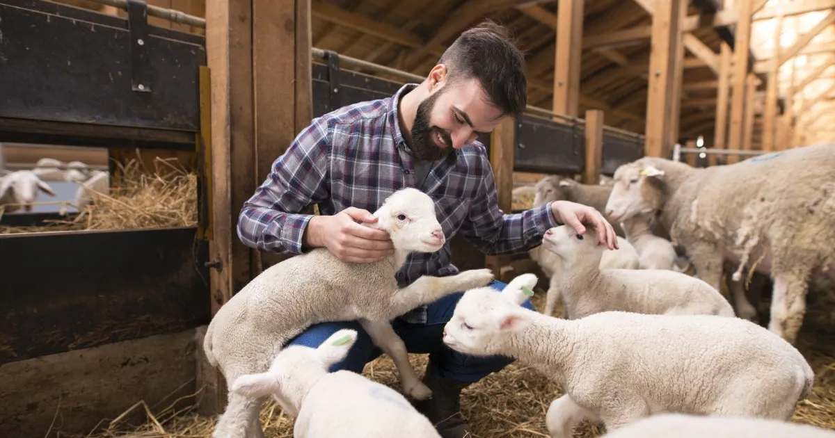 România reluie exporturile de animale în Libia după semnarea certificatelor sanitar-veterinare