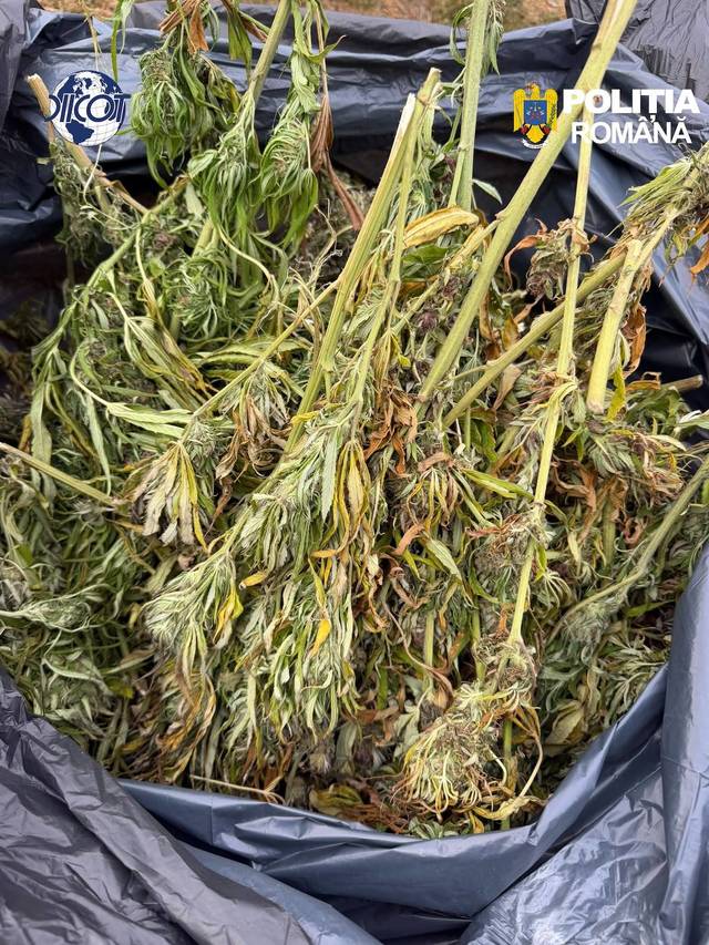Operatiune DIICOT in Cluj: au fost descoperite culturi de canabis si zeci de kilograme de droguri