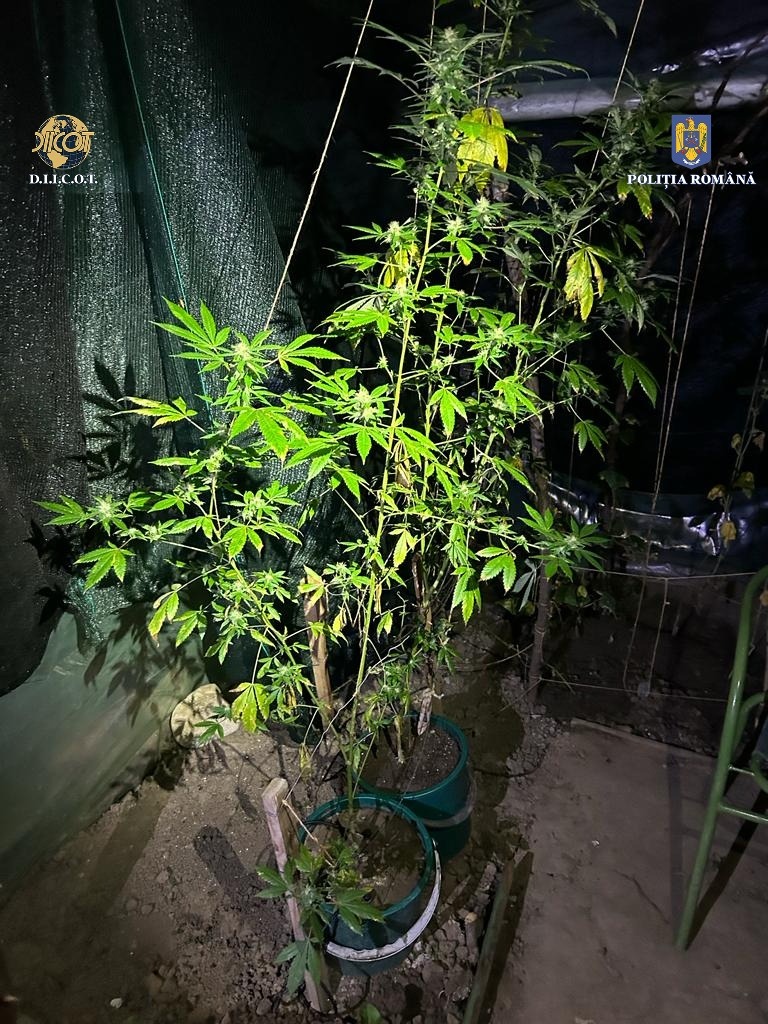 Mega-culturi de canabis descoperite în județul Cluj în urma unei anchete DIICOT
