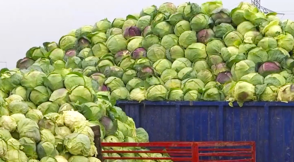 Criza de preț în bazinul legumicol din Dâmbovița: varza se vinde cu 40 de bani pe kilogram