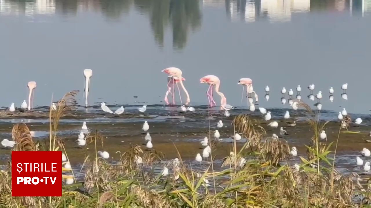 Păsări Flamingo observate pe malul lacului Techirghiol: experții vorbesc despre posibla stabilire a unei populații rezidente