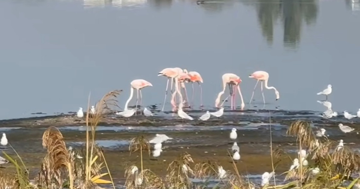 Păsări Flamingo au fost filmate pe malul lacului Techirghiol, experții estimează o stabilizare a populației