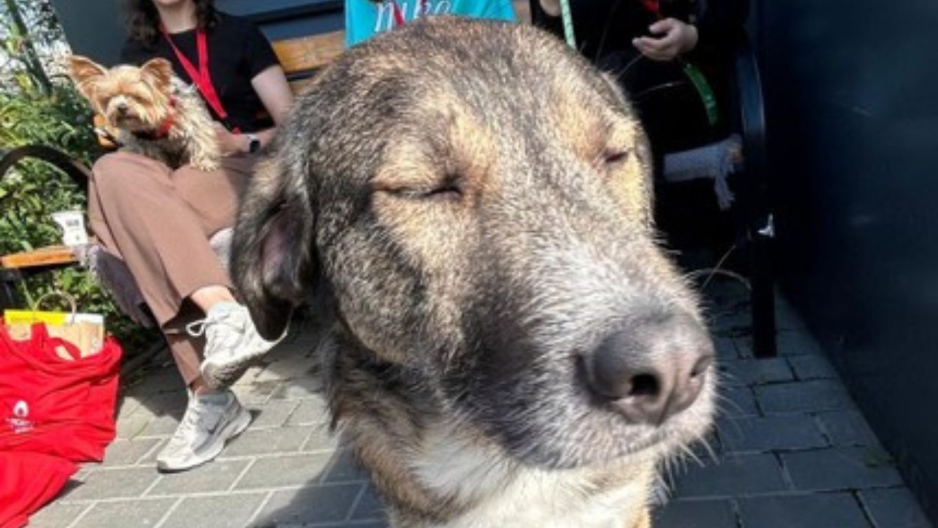Un câine din Iași va fi primul donator pentru o viitoare bancă de sânge pentru animale
