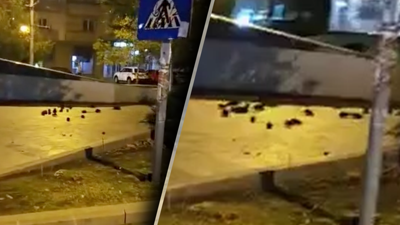 Prezență masivă de șobolani în centrul Bucureștiului, în zona monumentului Sfânta Vineri