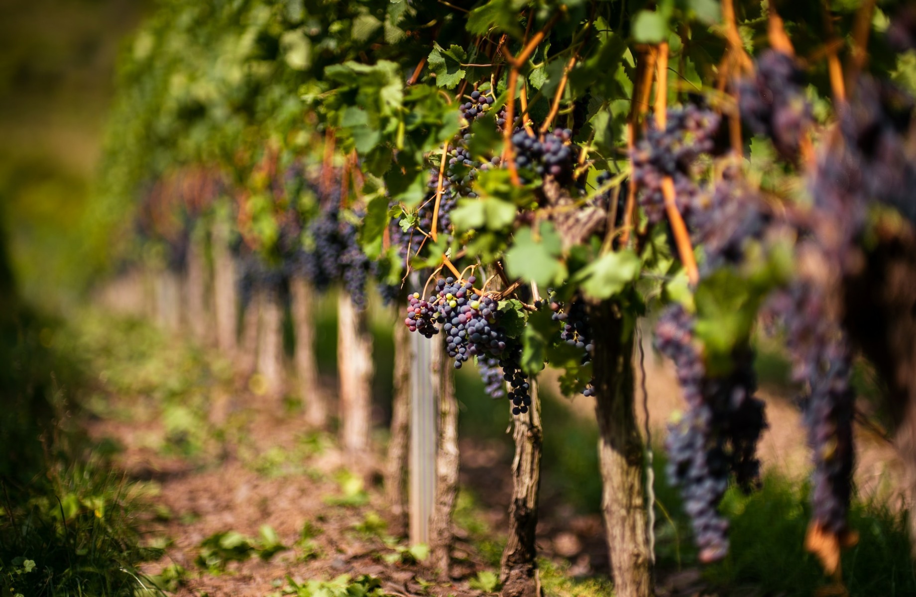Producția de vin în Iași este sub nivelul anului trecut, dar calitatea este excelentă